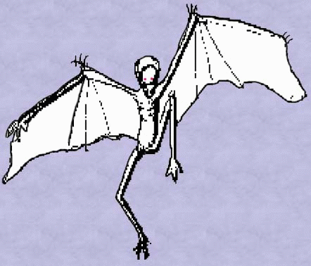 Harpy-1.gif (61098 bytes)